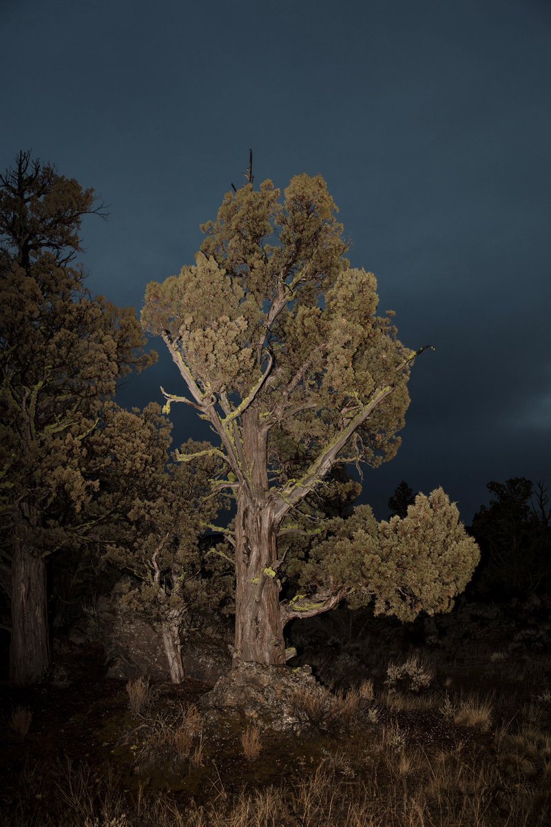 1000+ year old Ancient Western Junipers . Badlands Wilderness in Central Oregon.