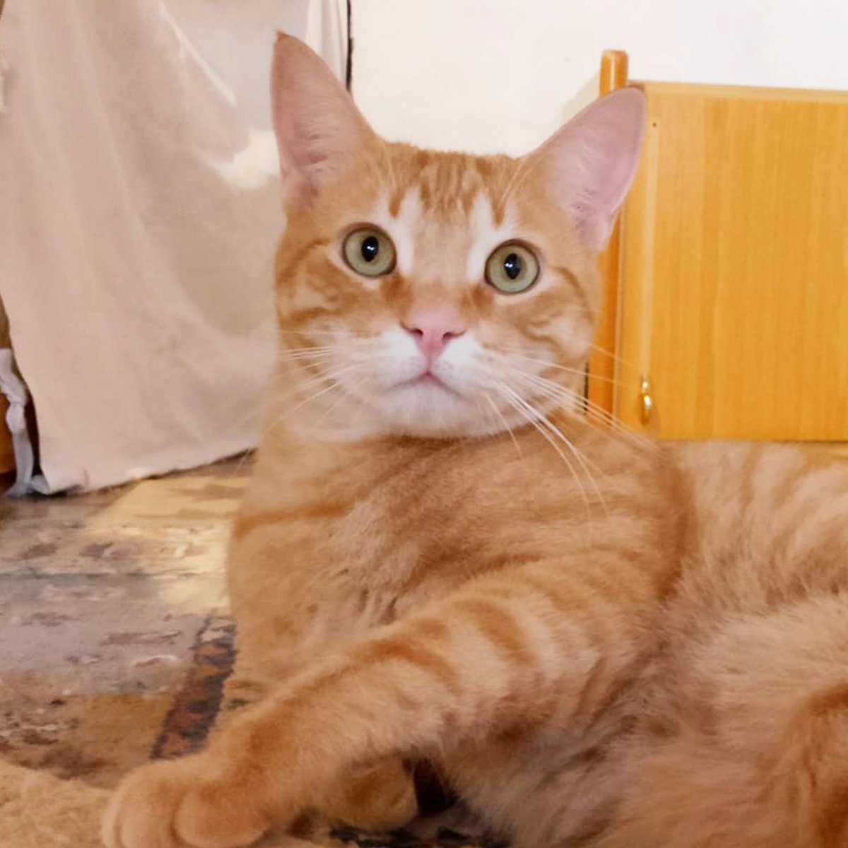 Tintín Es uno de nuestros olvidados del 2024, y que esperamos que el nuevo año le traiga el amor que se merece. Es un poco tímido, pero sólo necesita tiempo para soltarse. #Adopta a quien más lo necesita. Más info en: adopciones@lagatera.org #segovia #madrid #gatos