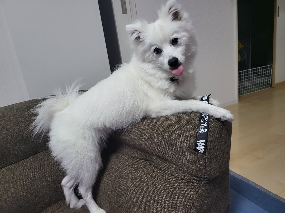 hirussyi's tweet photo. リンがいなくなって今日2025年3月1日で1年と196日。

元気でどこかにいることを信じて帰りを待ちます。

ホントに早く帰ってきて。

情報、拡散よろしくお願いします。

#迷子犬
#日本スピッツ
#拡散希望 
#福島県
#いわき市
#勿来町
#スピッツ https://t.co/VJcBaCobsl