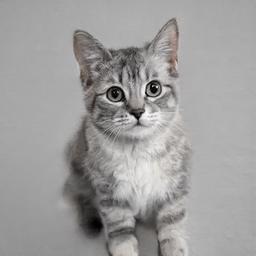 boturitter's tweet image. "My therapist told me to embrace my mistakes... so I adopted this lil' fluffball.  #AIcat #CuteKitten #MistakesWereMade #AdoptDontShop"