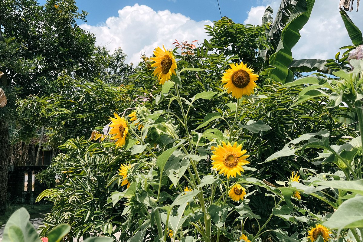 merekamcahaya's tweet photo. Bunga matahariku mekar lagi! 🌻🐈🌤️ https://t.co/3yNYI3gYyJ