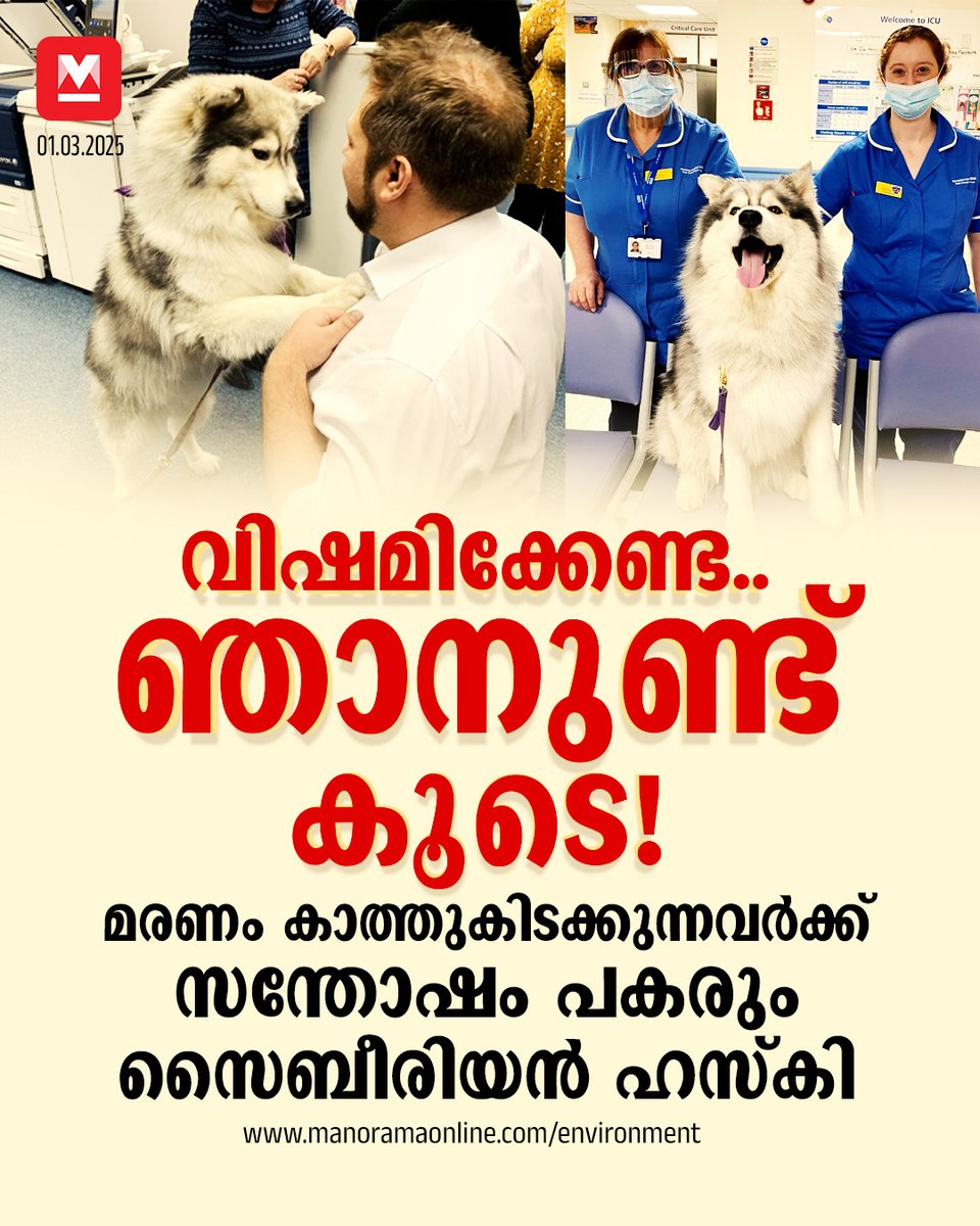 manoramaonline's tweet photo. ആശുപത്രികളിൽ അത്യാസന്ന നിലയിൽ കിടക്കുന്നവരെയാണു തണ്ടർ സന്ദർശിക്കുക. #Siberianhusky #Thunderdog #Dogtherapy
Read more at: https://t.co/mrTAB4BOCR https://t.co/V8hcK3fHQA