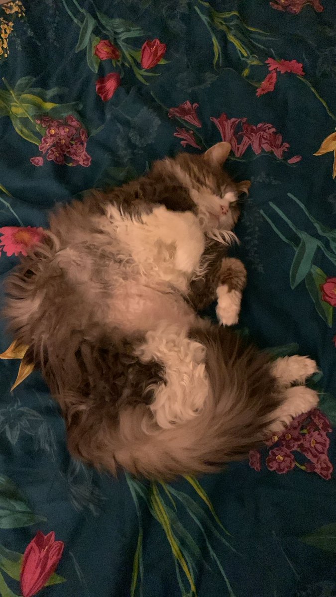 Happy 18th birthday to my little old man Misty!