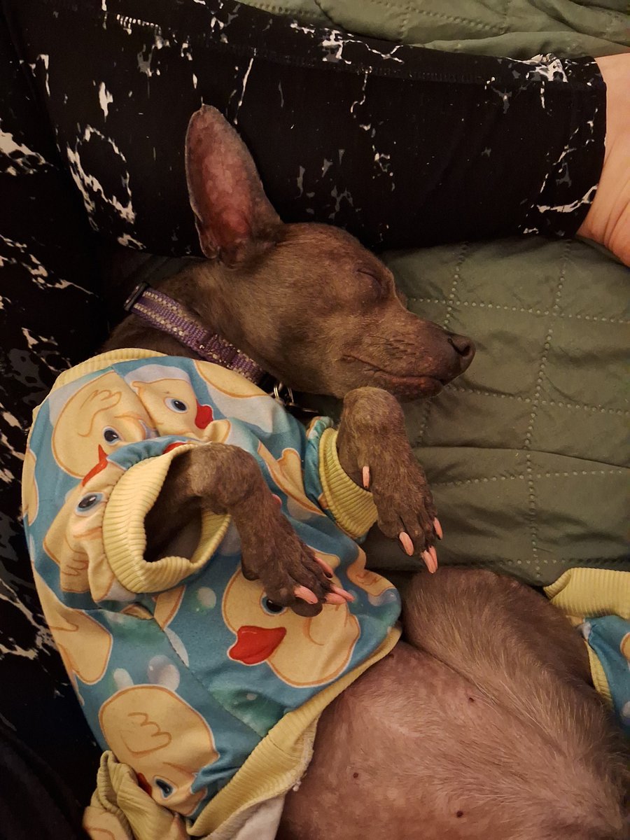 Some puppy 🐶 just got a new 🐾 paw-dicure.