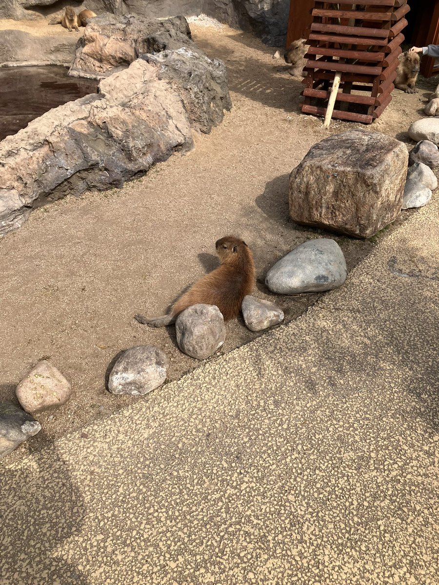 capyyomogi's tweet image. 