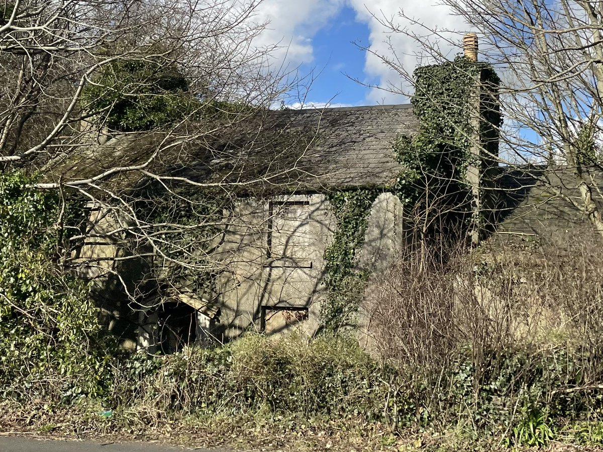 TjoLoLo7's tweet image. Had a bit of strength for a hike

Some photos of the flowers and 
hedgerows  
from the 28 February 2025

#Daffodils
#Crocus 
#OldCottage 
#iom
#isleofman 🇮🇲