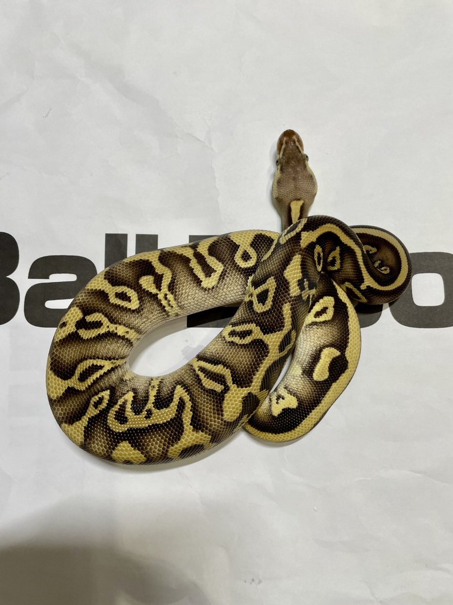 Ball Bloom tweet media