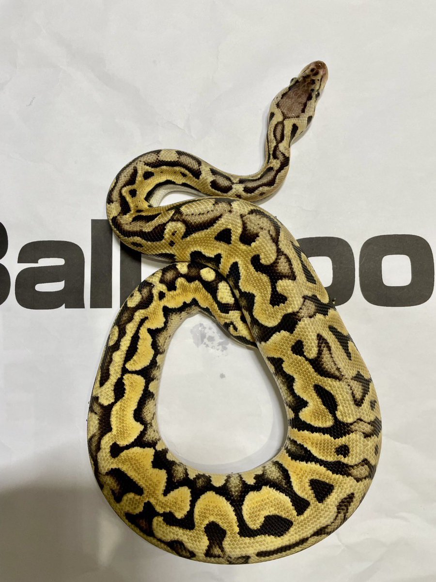 Ball Bloom tweet media