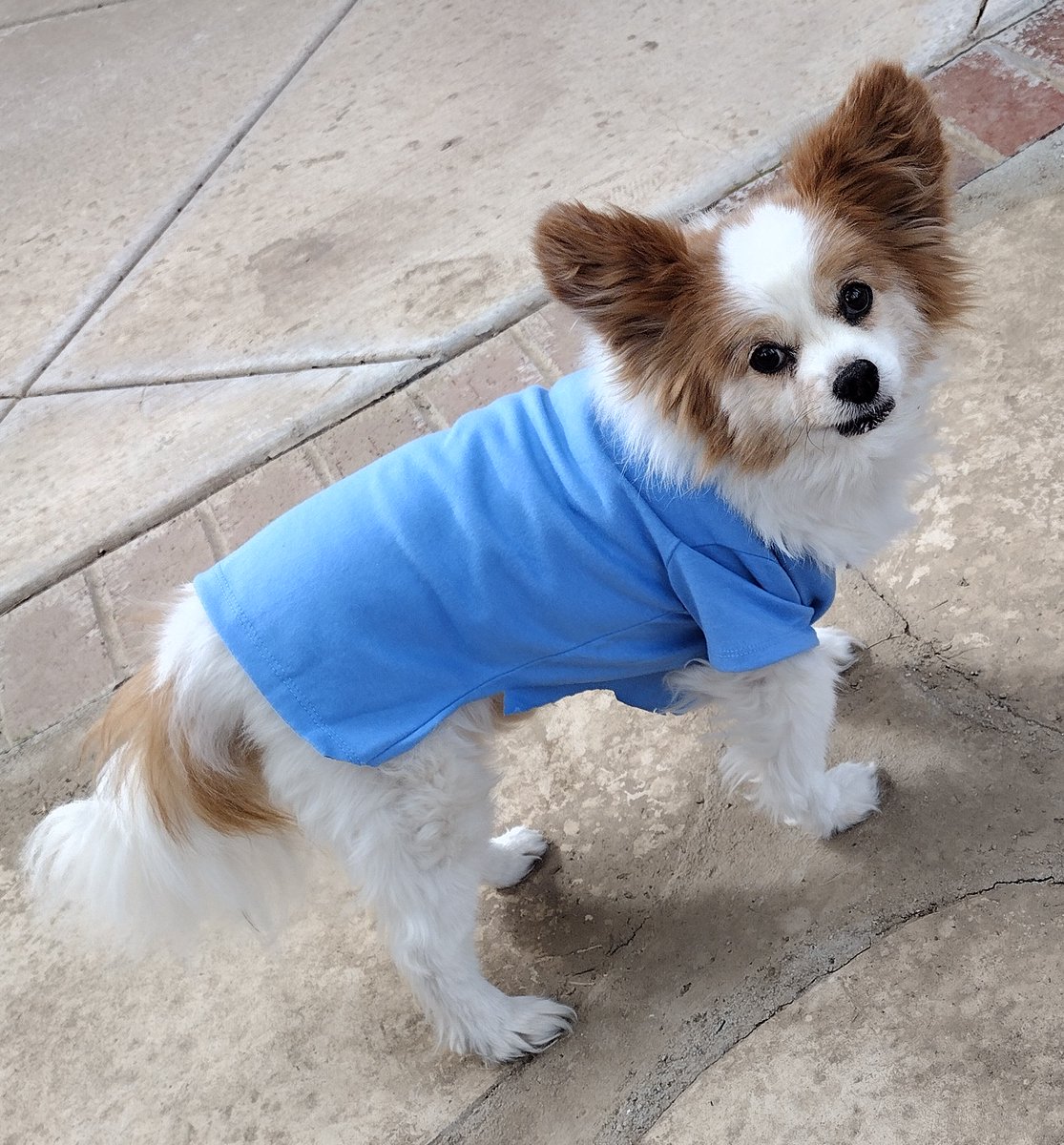 Beautiful 17 year old Papillon! Yeah on my way to 20 years old. Augie is going strong as after a teeth cleaning. Bless you 🙏