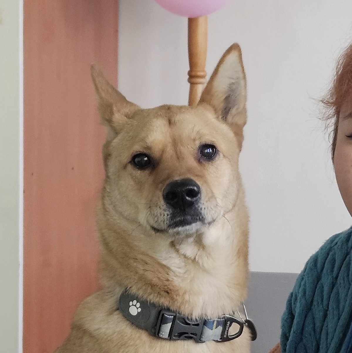 강아지 근황 : 학과 공식 귀염둥이가 되다