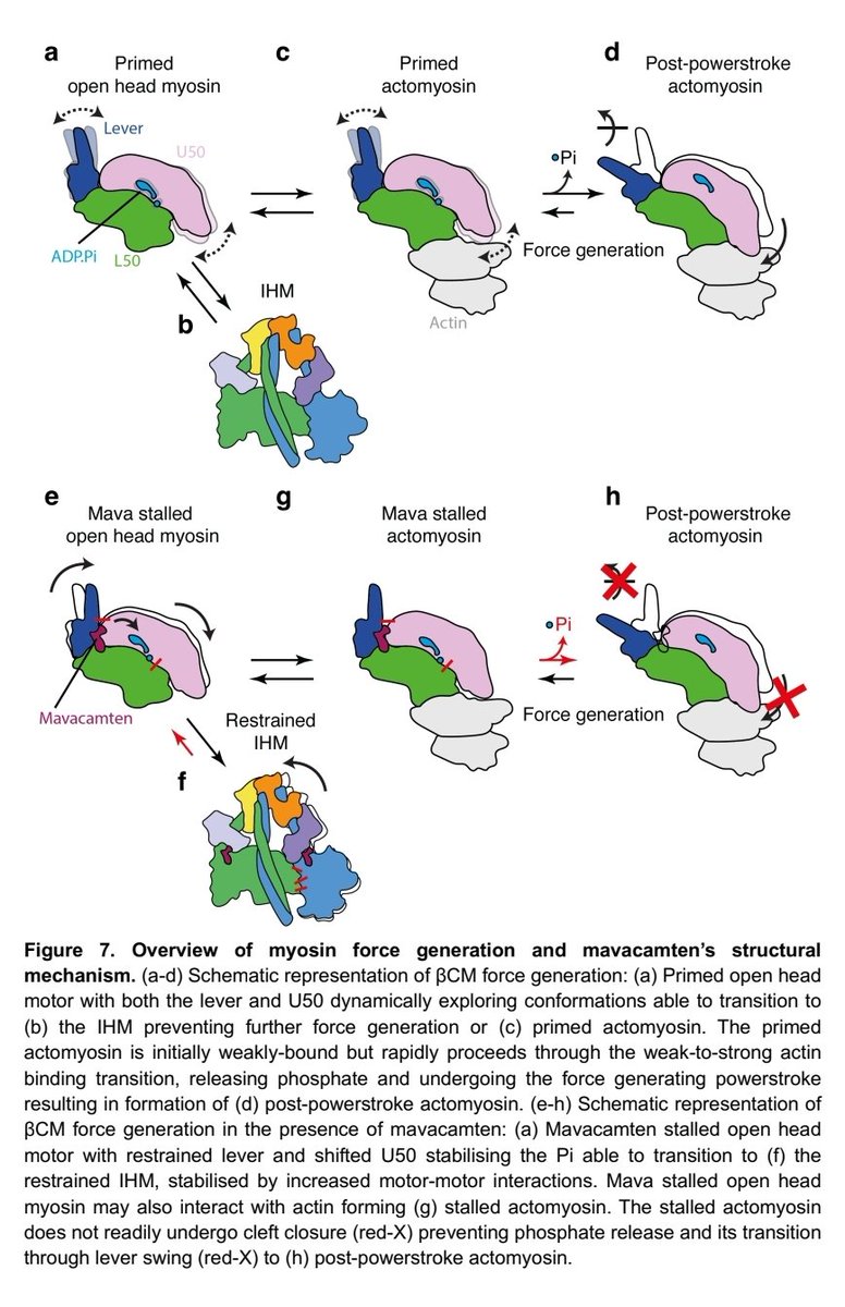 A structural biology approach to understanding mavavamten's effect on myosin

#CardioTwitter

biorxiv.org/content/10.110…