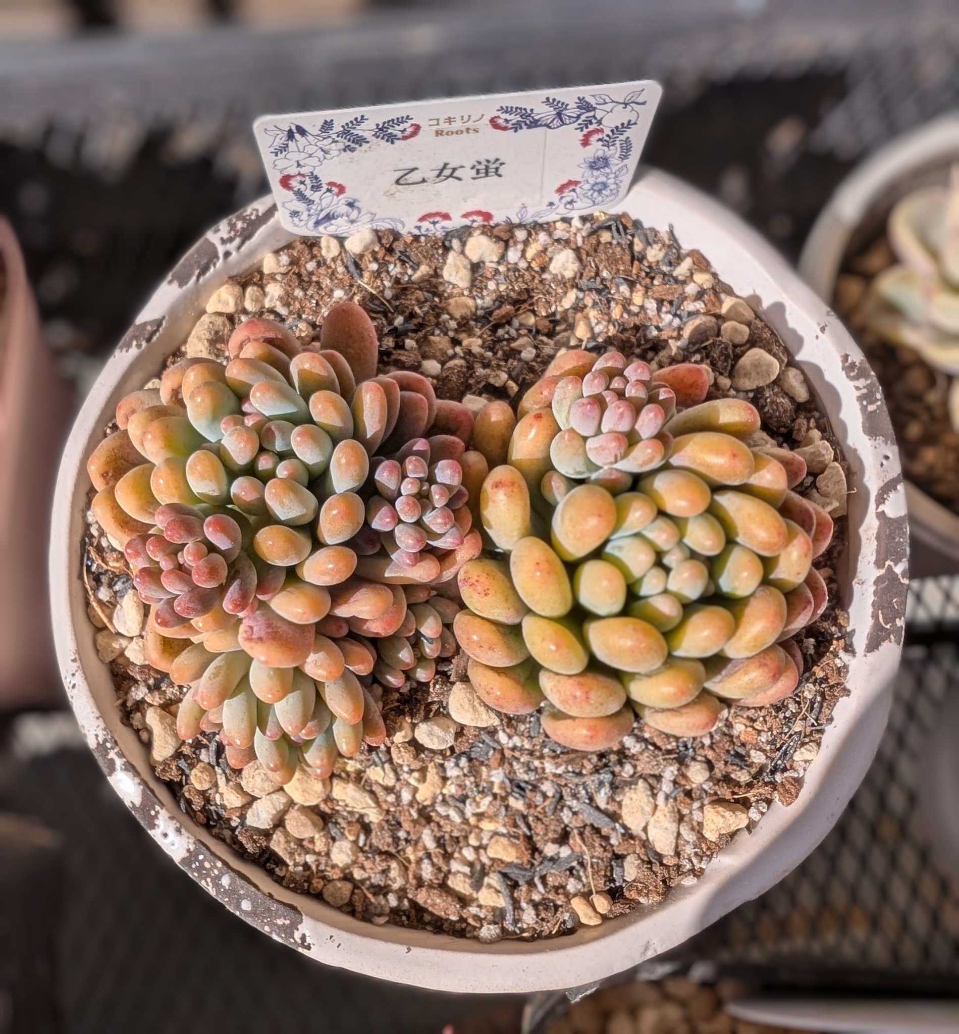 コキリノ苗 - Search / X