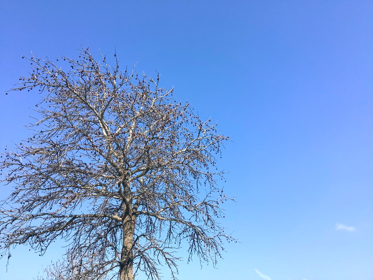 Tinkmerry's tweet photo. 本日は18℃もあります〜🌷
ひなたは汗ばむ〜
遠くまで晴れ渡る空〜☀️
てっぺんも青い〜🤗

#イマソラ
#寒暖差に驚く https://t.co/I3kjKWF6Ms