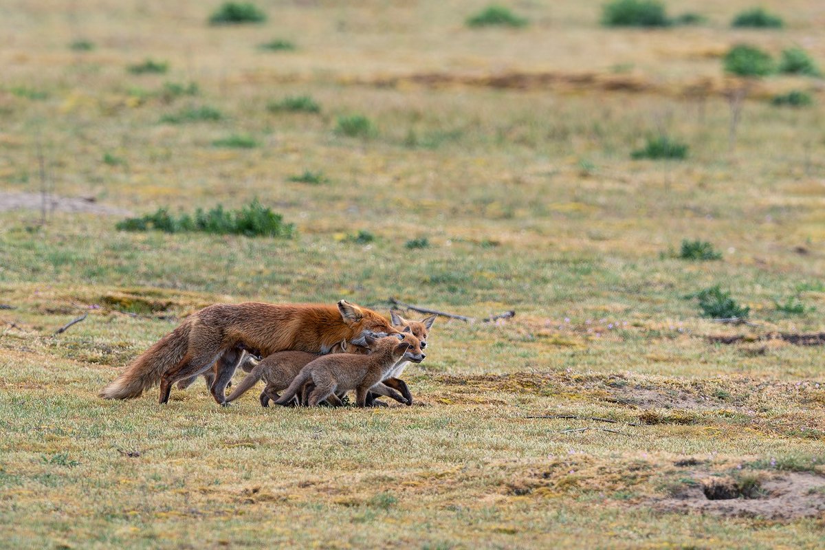 Start broedseizoen! 🦌🐦

Van 1 maart tot 1 september brengen veel dieren hun jongen groot in het duin en andere natuurgebieden. Blijf op de paden, houd je hond aan de lijn &amp; raak jonge dieren niet aan! Samen beschermen we de natuur. 💚 

📸 Ron van Rijn
