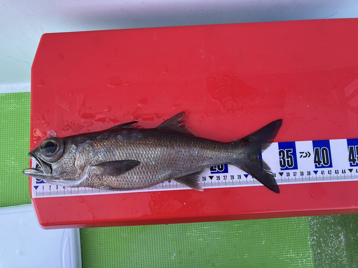 shiboreAA's tweet photo. 久々の中層深場釣り🎣キンメちゃんアカムツ釣りたかったけど黒ムツとアジ・鯖だけでした。 https://t.co/wwCP32UEsb