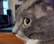 > AI field
> looks inside
> HFT guys are winning