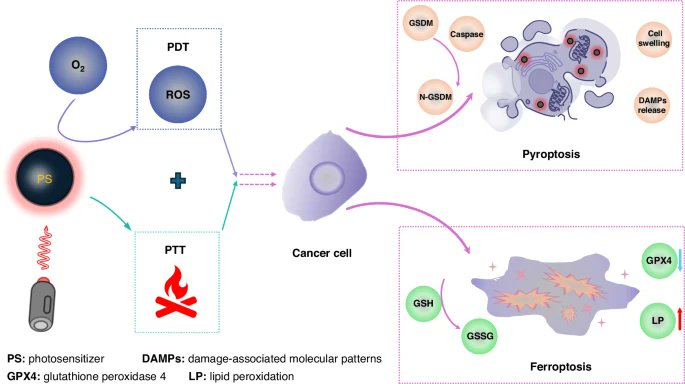 LightSciAppl's tweet image. #LSA_Highlight: [News &amp;amp; Views] Photon-triggered pyroptosis and ferroptosis dual-functional nanoplatform for cancer immunotherapy. @UM_1981 #Applied_optics #Optical_techniques
nature.com/articles/s4137…