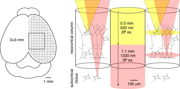LightSciAppl's tweet image. #LSA_Highlight: [News &amp;amp; Views] A large field of view 2- and 3-photon microscope. @AllenInstitute #Imaging_and_sensing #Microscopy
nature.com/articles/s4137…