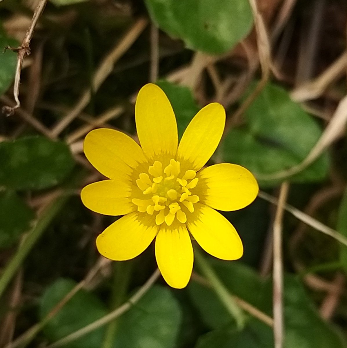 BardCumberland's tweet image. #MeteorologicalSpring blessings 💚

The earth starts to brings forth all of it&apos;s riches. Curiously, it&apos;s thought that the ancient Druids recognised only two seasons, Summer and Winter

#wildflowers #Druidry