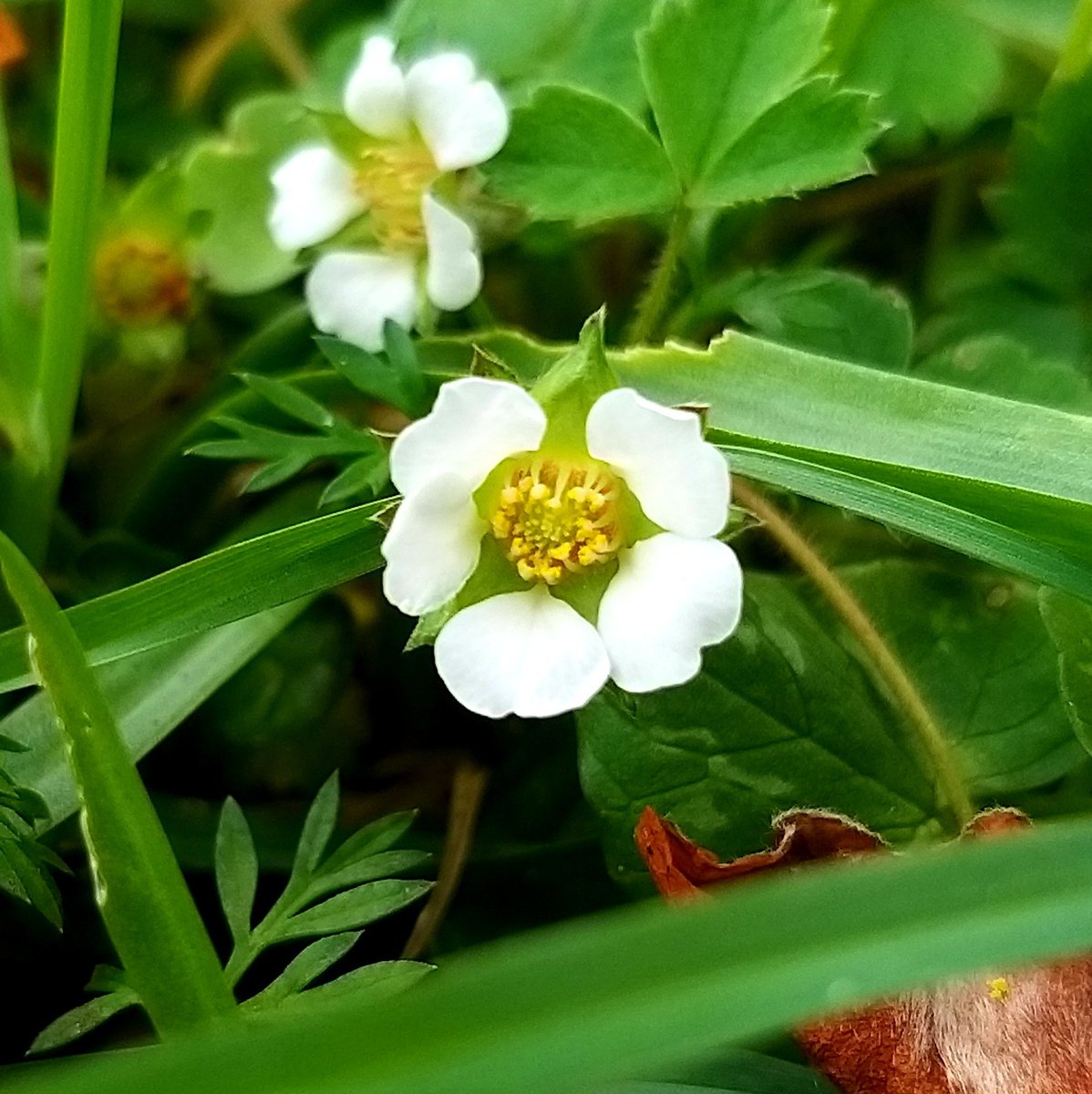 BardCumberland's tweet image. #MeteorologicalSpring blessings 💚

The earth starts to brings forth all of it&apos;s riches. Curiously, it&apos;s thought that the ancient Druids recognised only two seasons, Summer and Winter

#wildflowers #Druidry