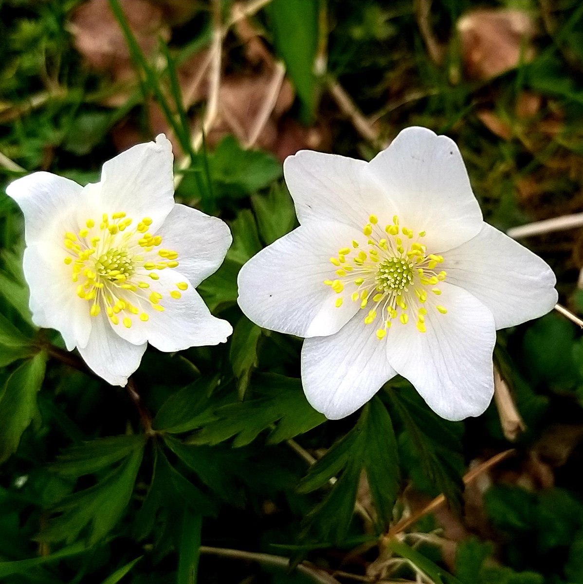 BardCumberland's tweet image. #MeteorologicalSpring blessings 💚

The earth starts to brings forth all of it&apos;s riches. Curiously, it&apos;s thought that the ancient Druids recognised only two seasons, Summer and Winter

#wildflowers #Druidry