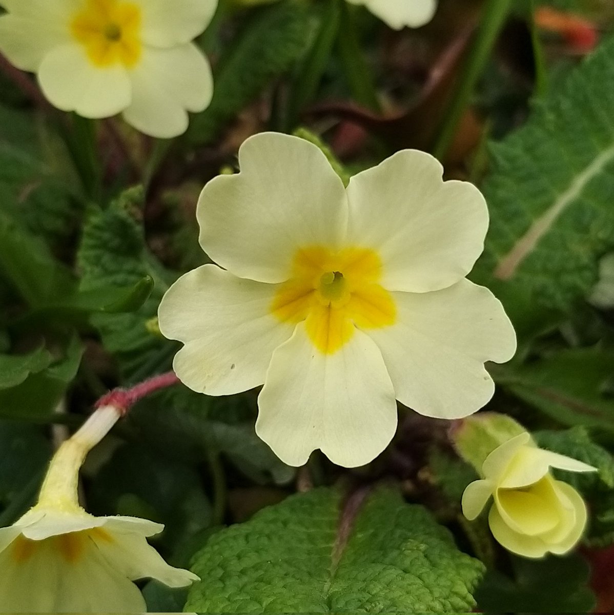 BardCumberland's tweet image. #MeteorologicalSpring blessings 💚

The earth starts to brings forth all of it&apos;s riches. Curiously, it&apos;s thought that the ancient Druids recognised only two seasons, Summer and Winter

#wildflowers #Druidry