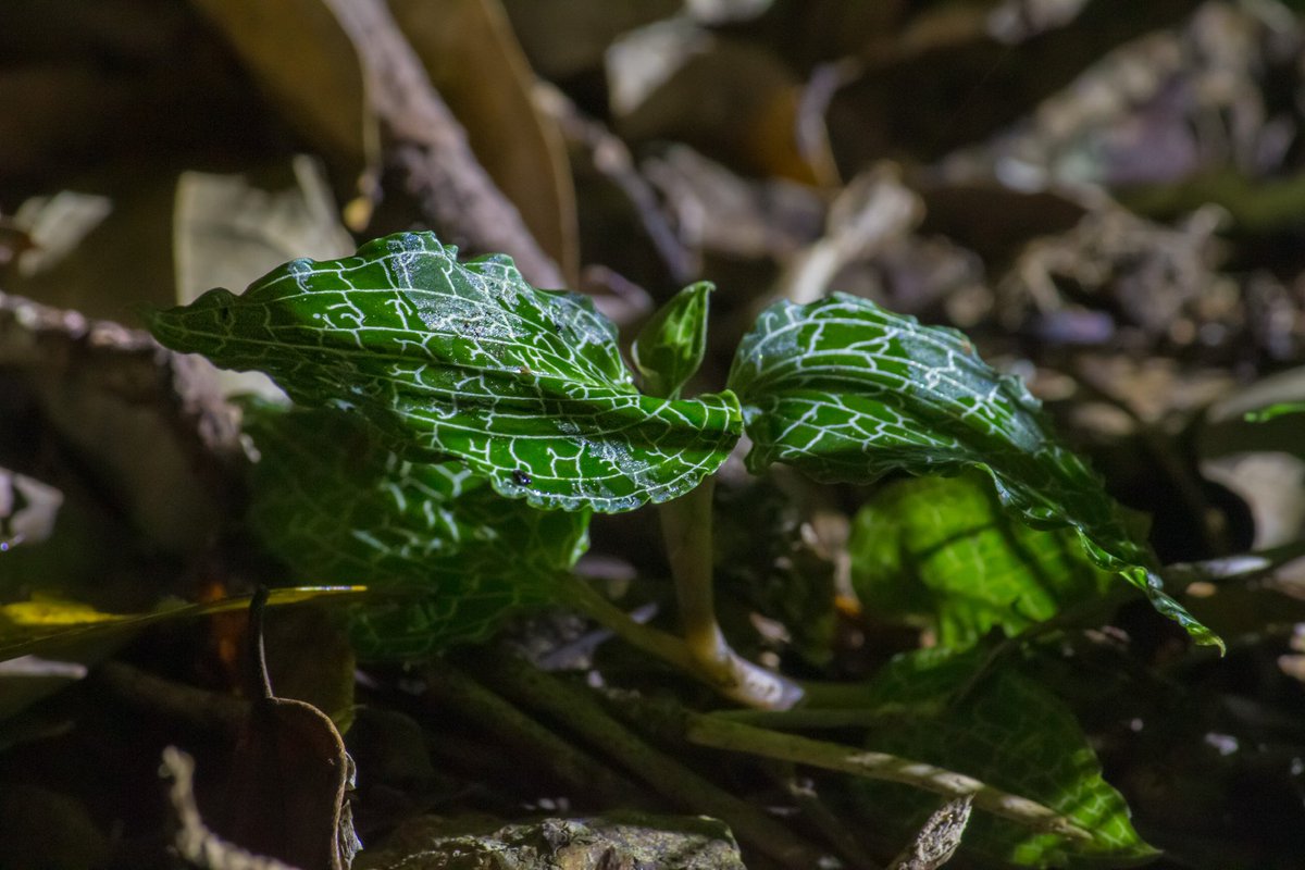 Carpetride99's tweet photo. どんなに探しても見つけきれなかった自生のジュエルオーキッド、遂に見つけました！やったぁぁぁ！
ありがとう沖縄の大自然！！ https://t.co/4dieOtRrn5