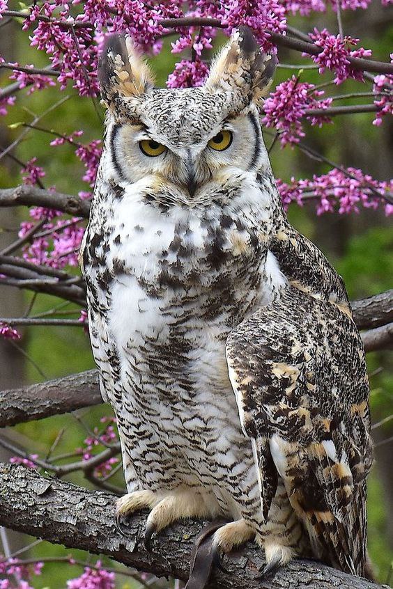 Axaxia88's tweet photo. 😍"Majestic Great Horned Owl Amid Pink Blossoms—Nature’s Fierce Beauty Captured!"

#BirdsOfX  #birds #BirdWatching https://t.co/tqJ27UuOK4