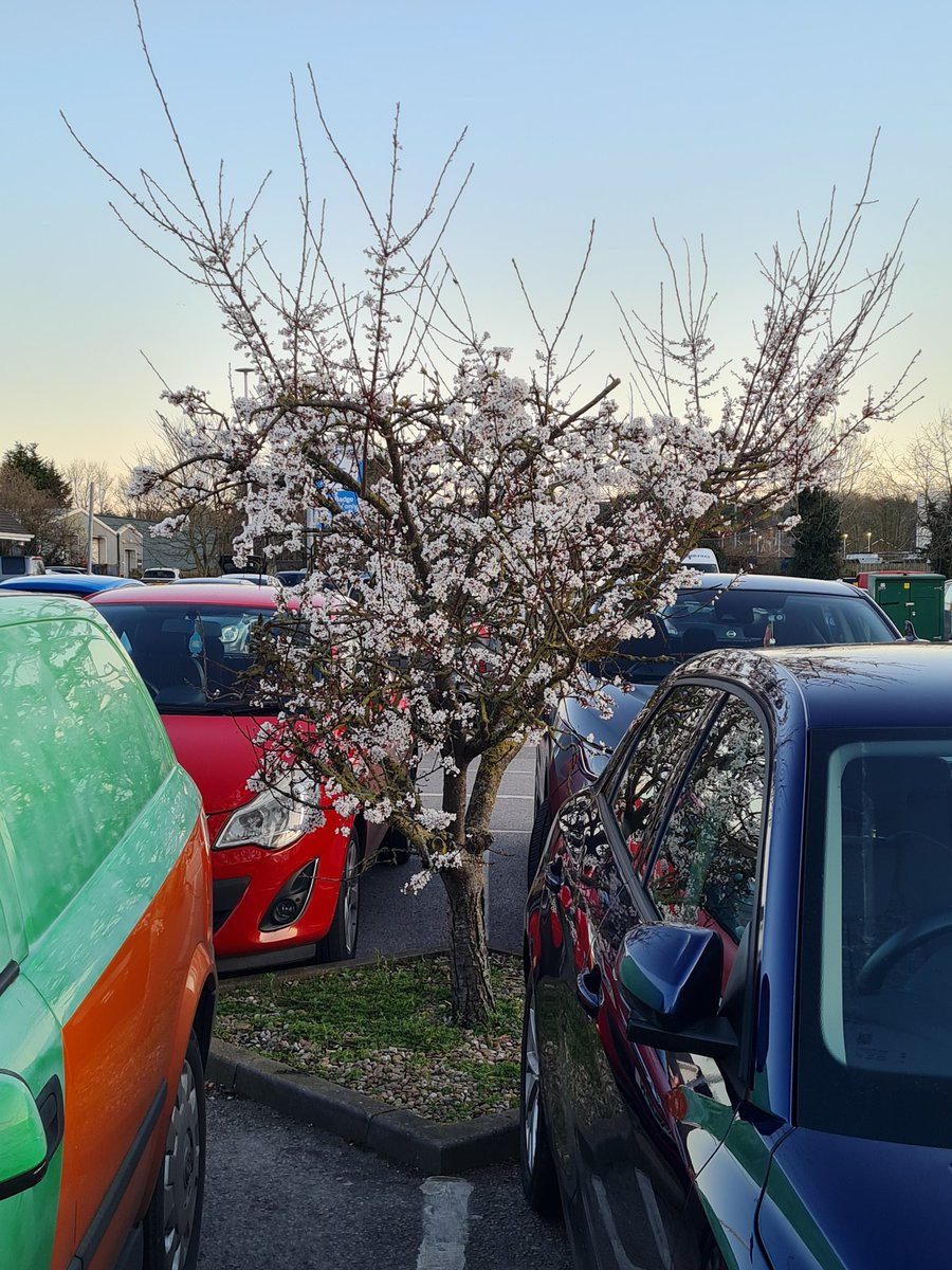 MagicPuddingDi's tweet image. #TreeClub I give you this unassuming and indomitable flowering cherry. It has bloomed in the wastes of a tesco car park for over 25 years. It brings me joy and shows hope in the concrete. It is my favourite tree.