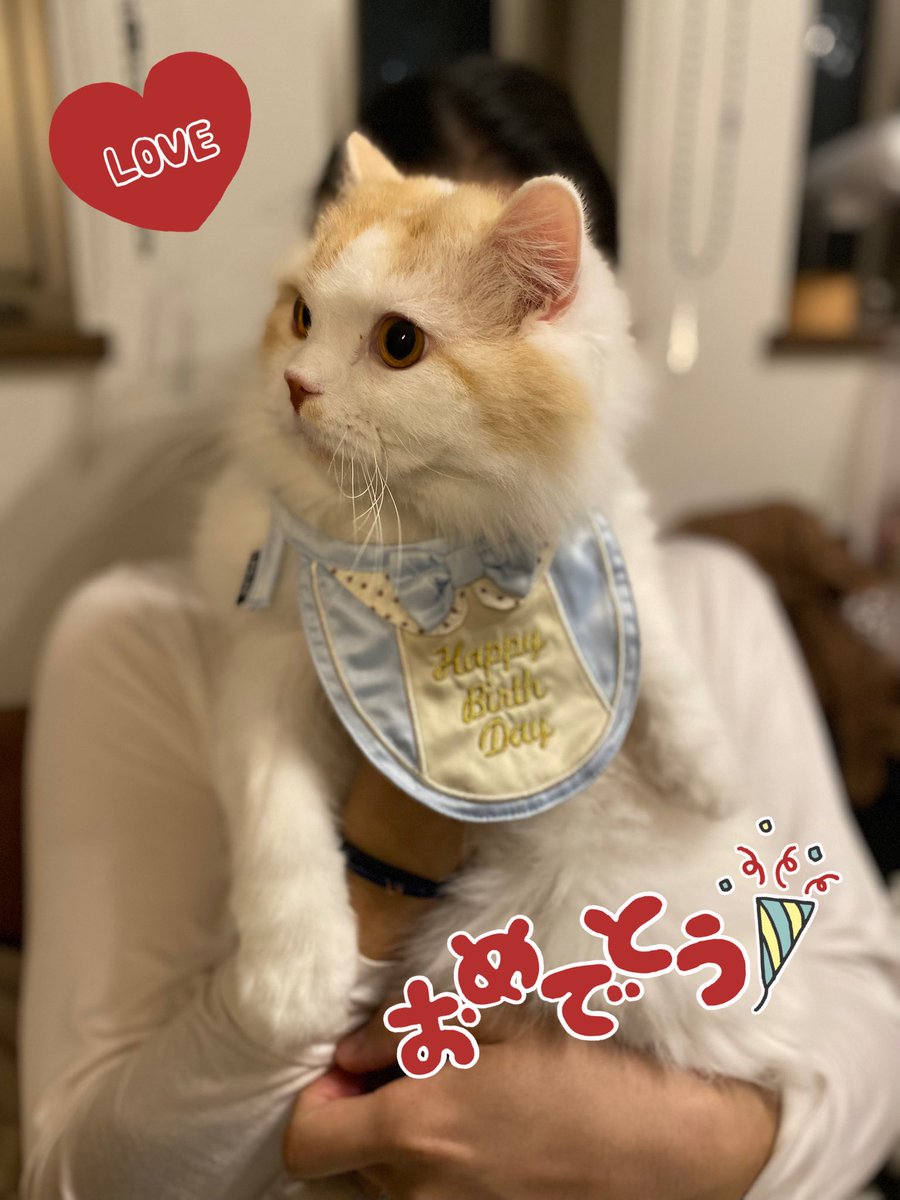 Happy  4th  Birthday ウガたん🐈❤️
いろいろあるけれど、4歳まで元気で
いてくれてありがとう☺️
最近は前より甘えん坊具合が増して
毎日フミフミで起こしに来てくれるウガ✨
これからも末長く一緒にいようね

#HappyBirthday 
#愛猫 
#スコティッシュホールド