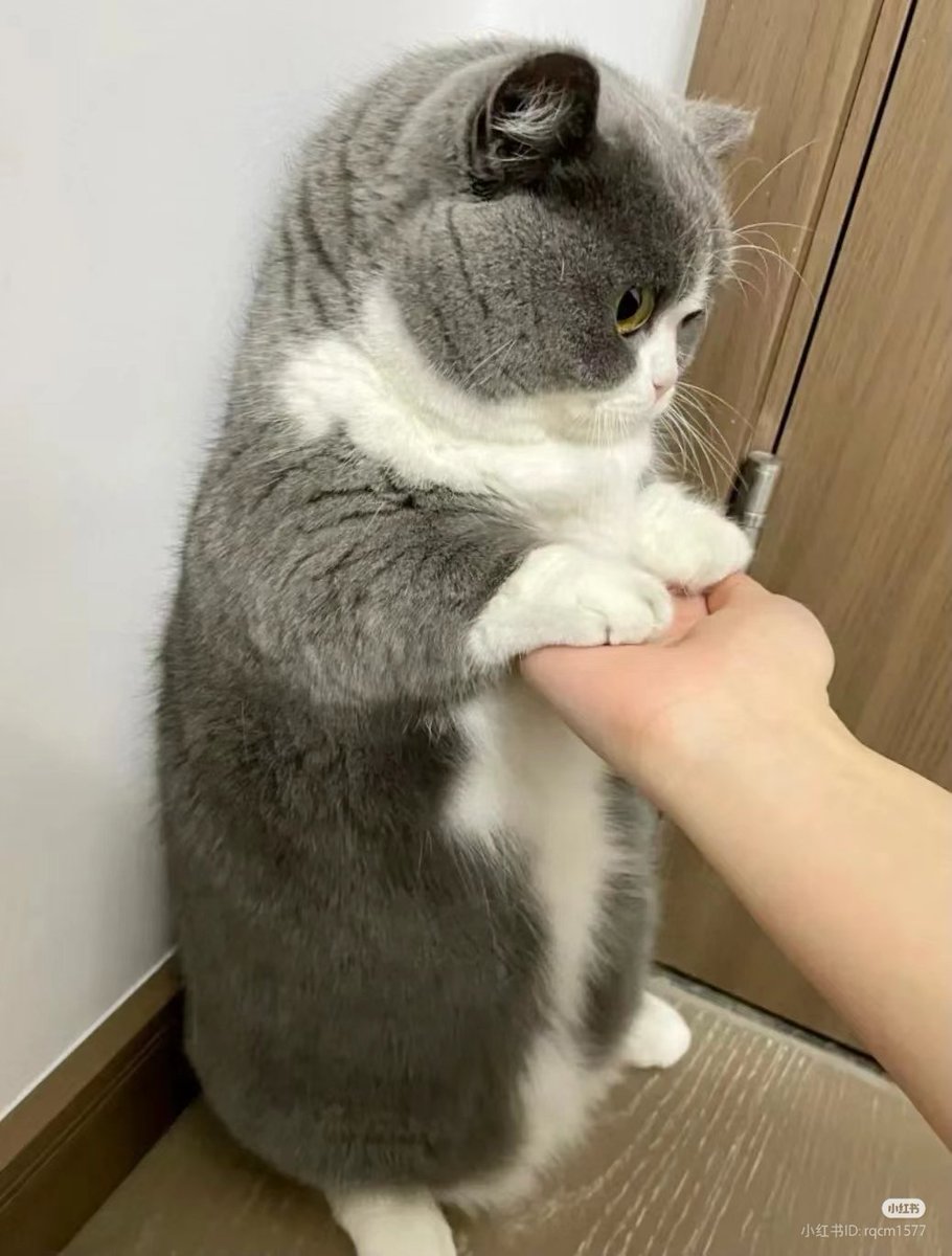 nocontextscats's tweet photo. https://t.co/bfyyheBU5h