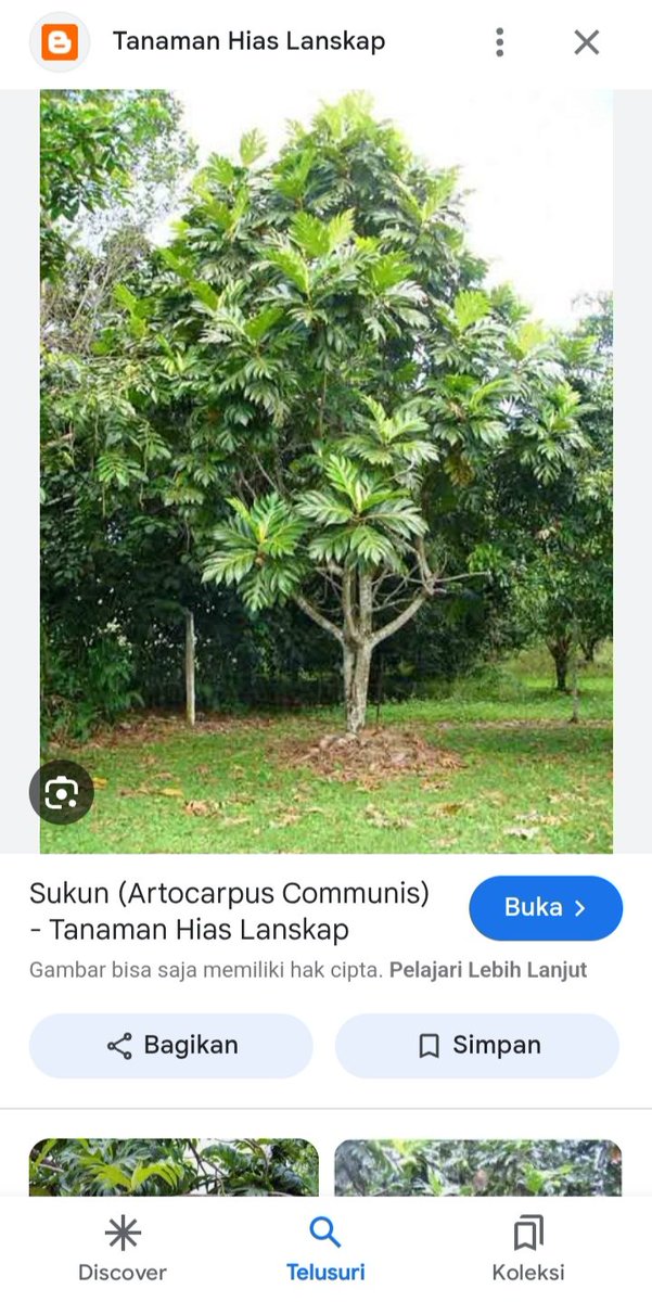 Iseng gugling sukun karena heran kenapa tidak dibudidayakan secara masif buat pengganti padi.  Padahal bisa tumbuh di tanah kering sampai tanah gambut, menyerap banyak karbon, hebat dalam menyimpan air, juga kaya vitamin dan serat. 

Terus lihat nama latinnya, "Oh, pantes!"