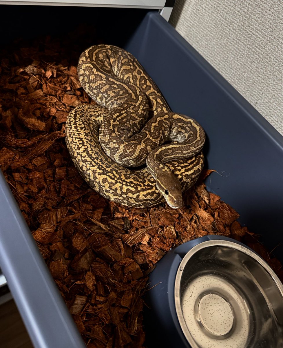 T.O.P.Reptiles tweet media