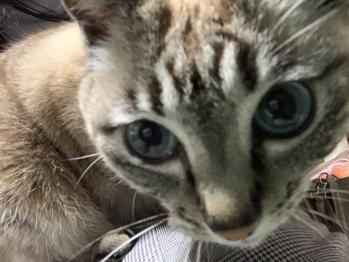 ③猫の日♡限定m(=✧ω✧=)m✧ ✧ ✧ 白猫♡白猫　猫ひな人形 白猫夏鬼(しらねこなつき) on X: 