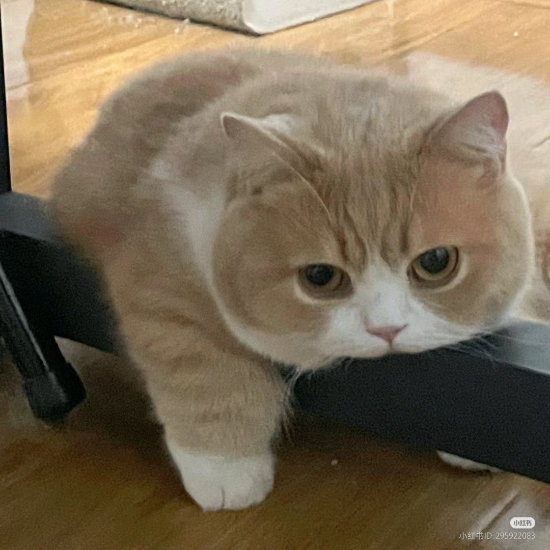 No Context Cats tweet media