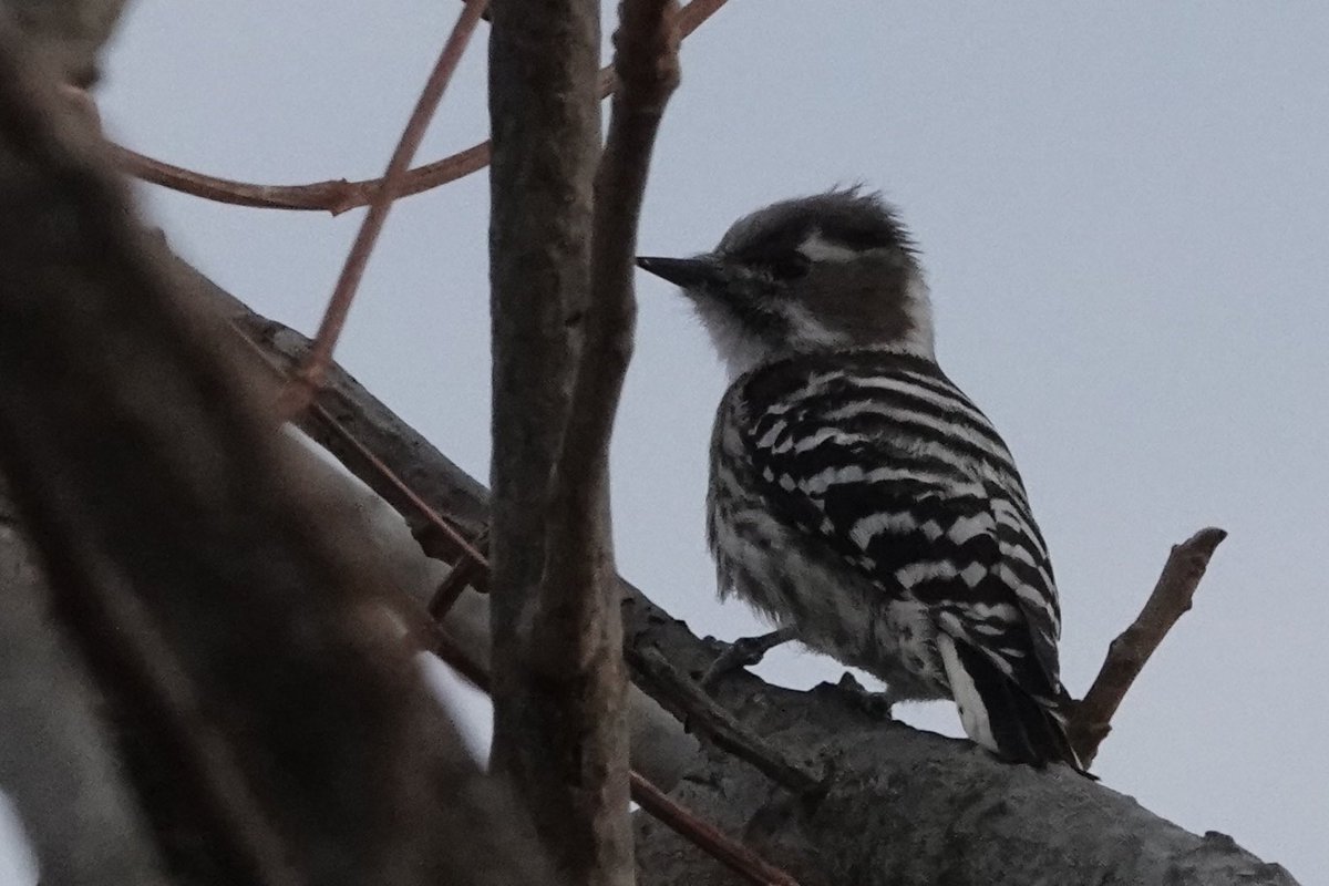 SanpOssa's tweet photo. 夕方散歩。今季初、コゲラに会えました。
#野鳥撮影 #コゲラ #birds https://t.co/eY3FuQ9HE3