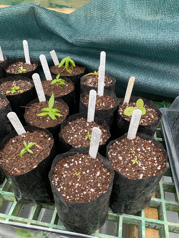 St Helena Peaks National Park (@sthelenapeaksnp) on Twitter photo During Marcella’s #HorticulturalSupportVisit, capacity-building among newer staff members saw Seed Propagation Trials set up, with different aspects of seed germination explored, from media type to sowing methods, shading to watering 🫘 #SHCFP <a href="/HorticultureSci/">Marcella Corcoran</a> @KewUKOTs During Marcella’s #HorticulturalSupportVisit, capacity-building among newer staff members saw Seed Propagation Trials set up, with different aspects of seed germination explored, from media type to sowing methods, shading to watering 🫘 #SHCFP <a href="/HorticultureSci/">Marcella Corcoran</a> @KewUKOTs