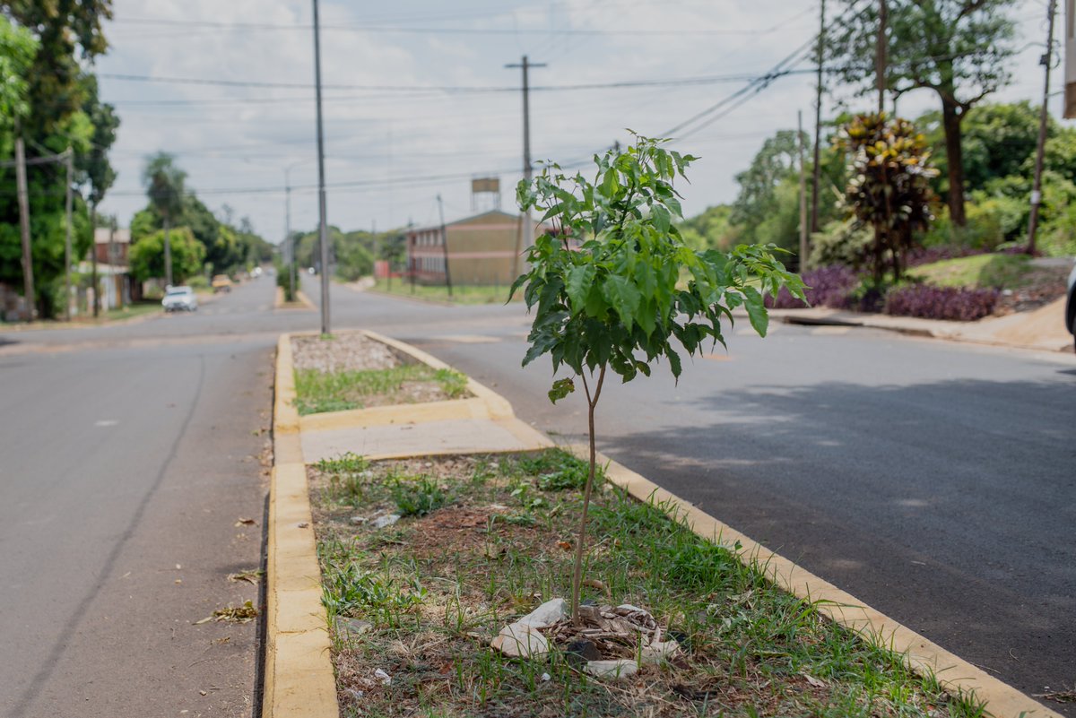 LaloStelatto's tweet photo. Para fortalecer el arbolado urbano, plantamos 5.000 árboles nativos y frutales en microcentro, avenidas y espacios verdes, creando bosques de biodiversidad. A esto se sumaron otros 5.000 ejemplares entregados a instituciones y vecinos https://t.co/yHLqCrJrdo