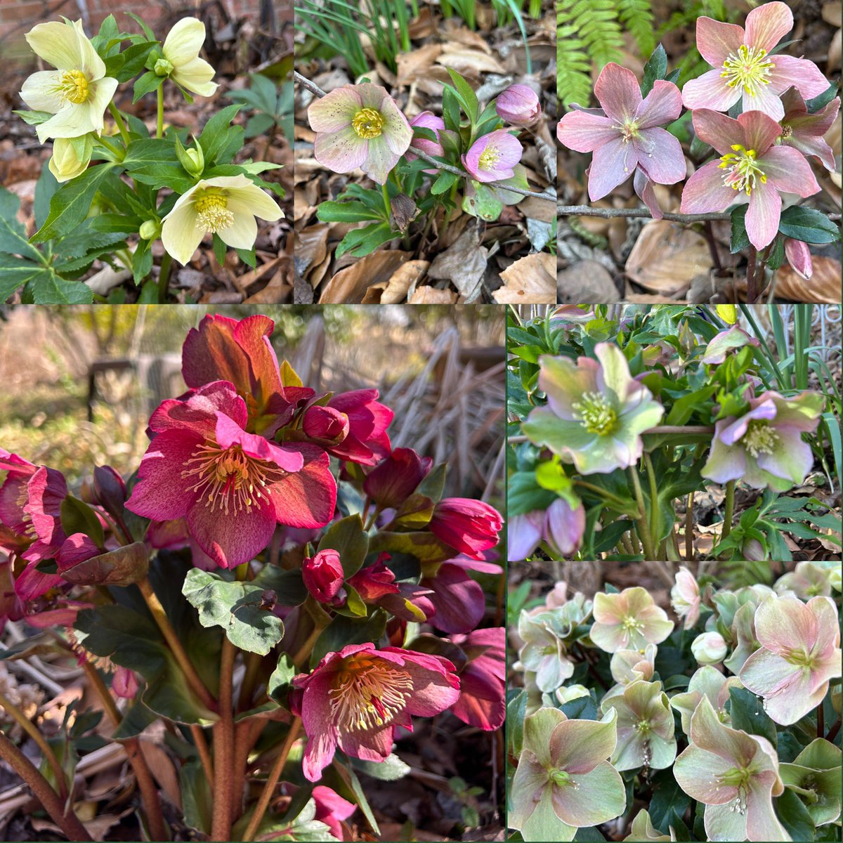 #SixOnSaturday is #MetorialogicalSpring today. The #Hellebores are really enjoying the sunny days and chilly nights. There may still be some cold weather but it is definitely warming up. 🌞

#Flowers #Gardening #Plants #FlowerReport #GardeningFeed #March