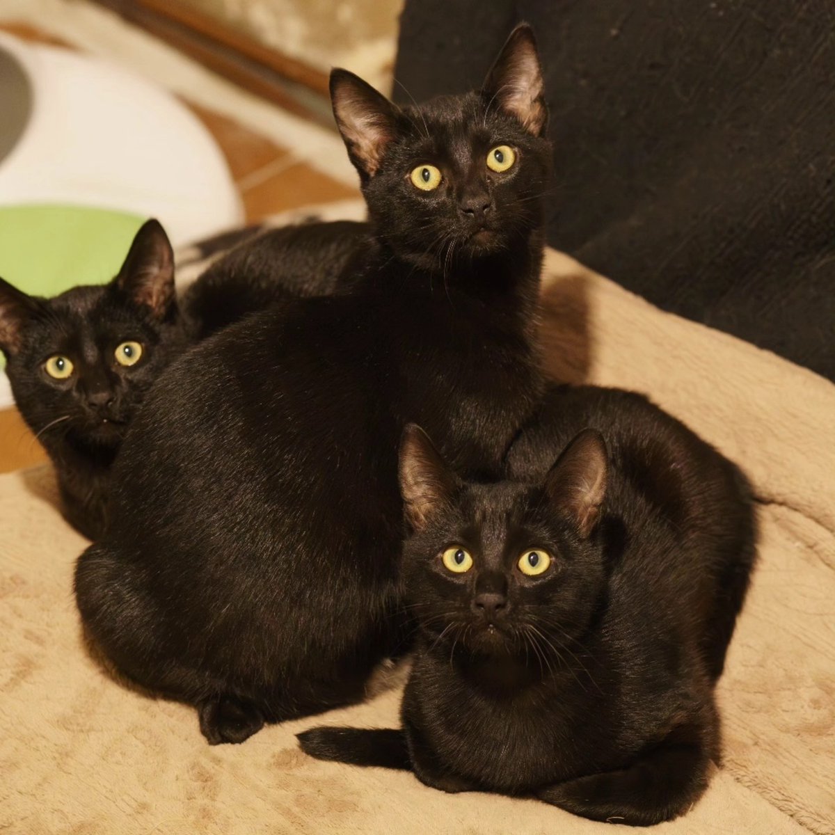 PIPO, BOLA y TIRI, Nuestras tres panteritas nacieron en la calle.🐈‍⬛📷, ¿Se lo puedes dar? escribe a📷: adopciones@lagatera.org ✉️