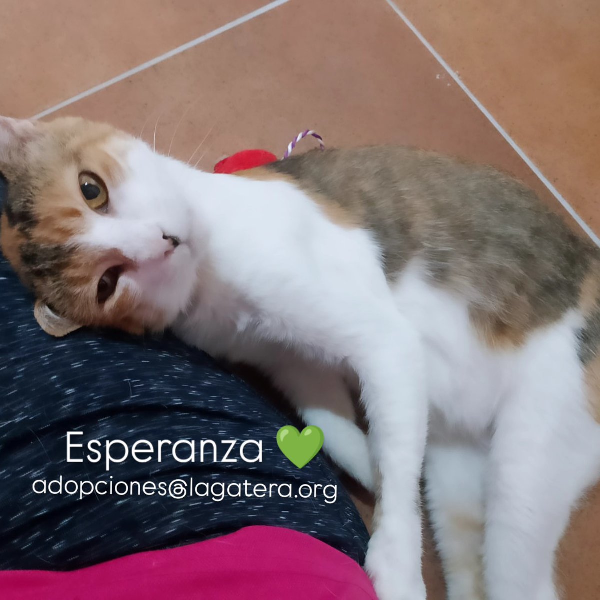 Esperanza necesita un hogar de verdad, la acogida se acaba y necesita el amor de un hogar Se lo das? Es una gatita amorosa Contacto: adopciones@lagatera.org