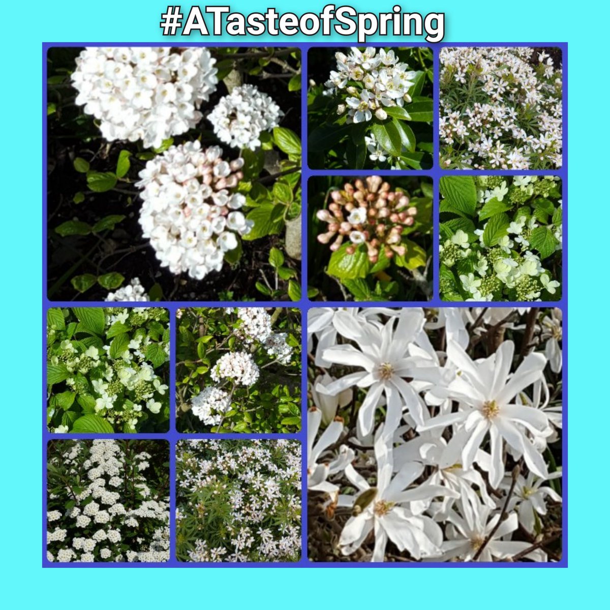 groodendorst's tweet photo. As it is very calm today, the weather proverb: 'March comes in like a lion and out like a lamb' must be reversed to read: 'March comes in like a lamb and out like a lion'.
I prefer: 'March winds and April showers bring forth May flowers'. 
#ATasteofSpring https://t.co/pkQvIUL056