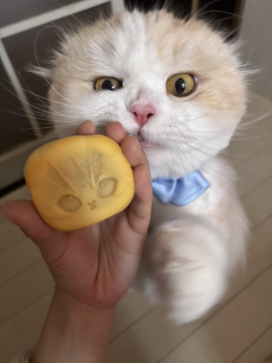 似てるー？🐱
 #猫 #猫のいる暮らし #mofusand