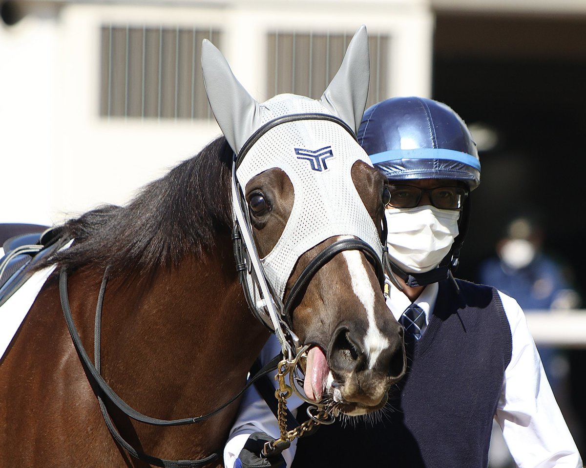 🐴ももちょ🐴 tweet media