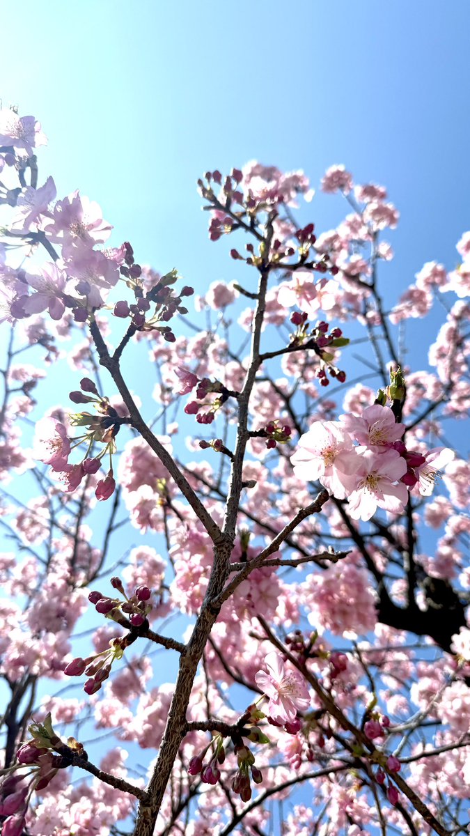 今日の河津桜
最高の天気でした🥰