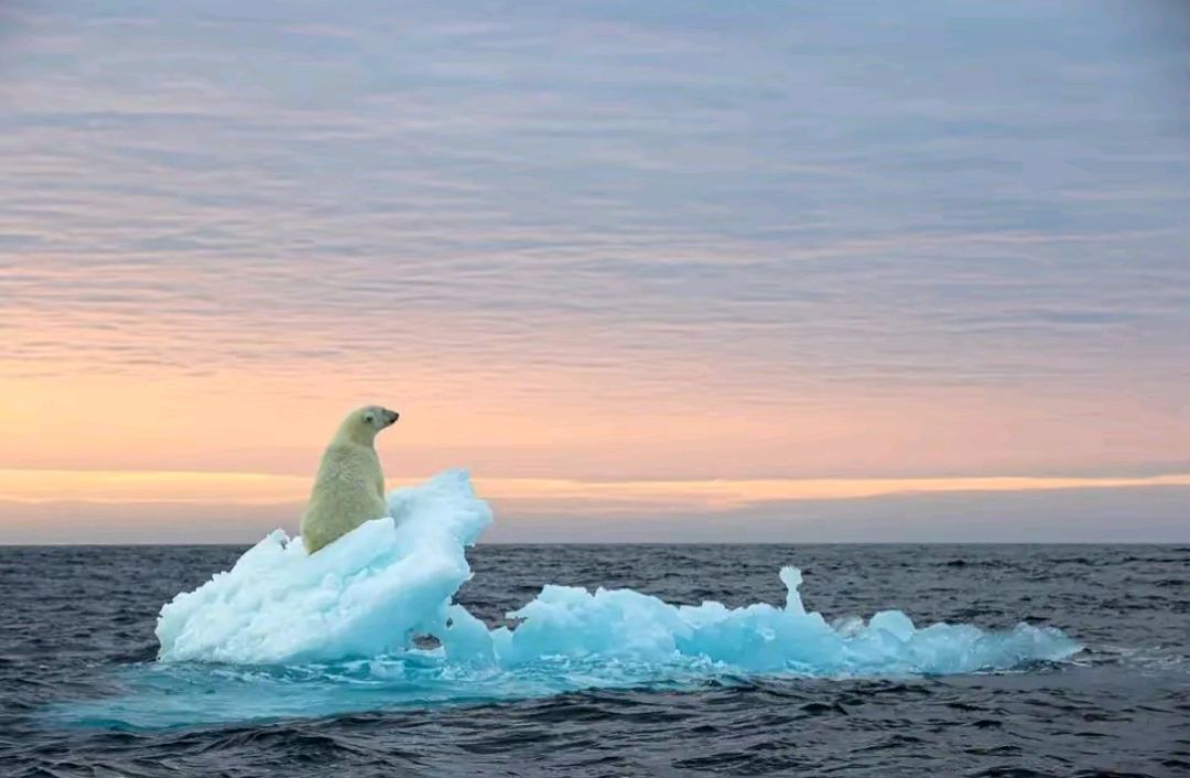Sleeping polar bear on an iceberg off Norway's Svalbard Archipelago

📸: Nima Sarikhani