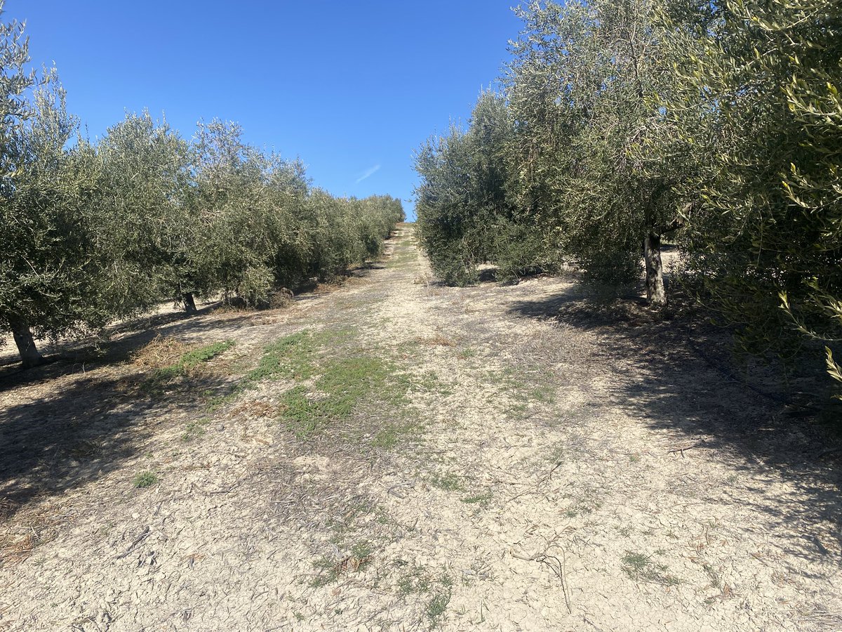 #AgropopularHuevos Buenos días desde Madrid con día lluvioso.Don Cesar hoy aquí de boda. La respuesta es el pistacho, a ver si siguen las lluvias