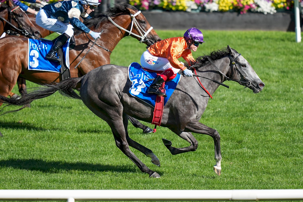 inglis_sales's tweet photo. What a result! EL MORZILLO (Star Witness) fights hard to win the $1m Inglis Sprint down the famous @FlemingtonVRC straight. The 3YO filly is a $50k #InglisClassic buy for her trainer Kelly Schweida from @widdenstud, who will offer her Dirty Work half sister as lot 50 at #InglisPremier tomorrow!