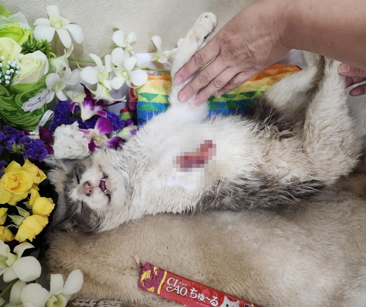 animalforestjp's tweet photo. 前代未聞の虐待が沖縄県糸満市で多発。また前足を切断された猫の遺体が発見されました。これで10匹を超えているのに、糸満警察署は今回も「野犬だろう」と言って捜査なし。

警察は犯人が猫で満足できなくなって、子供の犠牲が出てから動くつもり？犠牲が増える前に捜査することを強く求めます。 https://t.co/sXrLfqPG3x