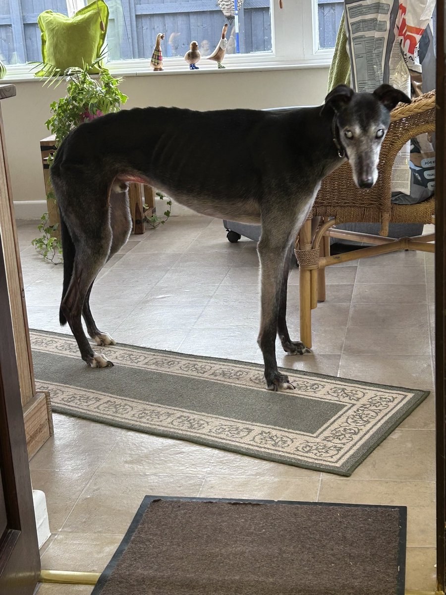 Hall Green are helping old boy Monty who was returned. He needs some medical care so he can be comfortable in his Foster Home.. if anyone is able to spare the cost of a cup of coffee that would be great - click on the link to read his story. 💚🐾

justgiving.com/campaign/helpi…